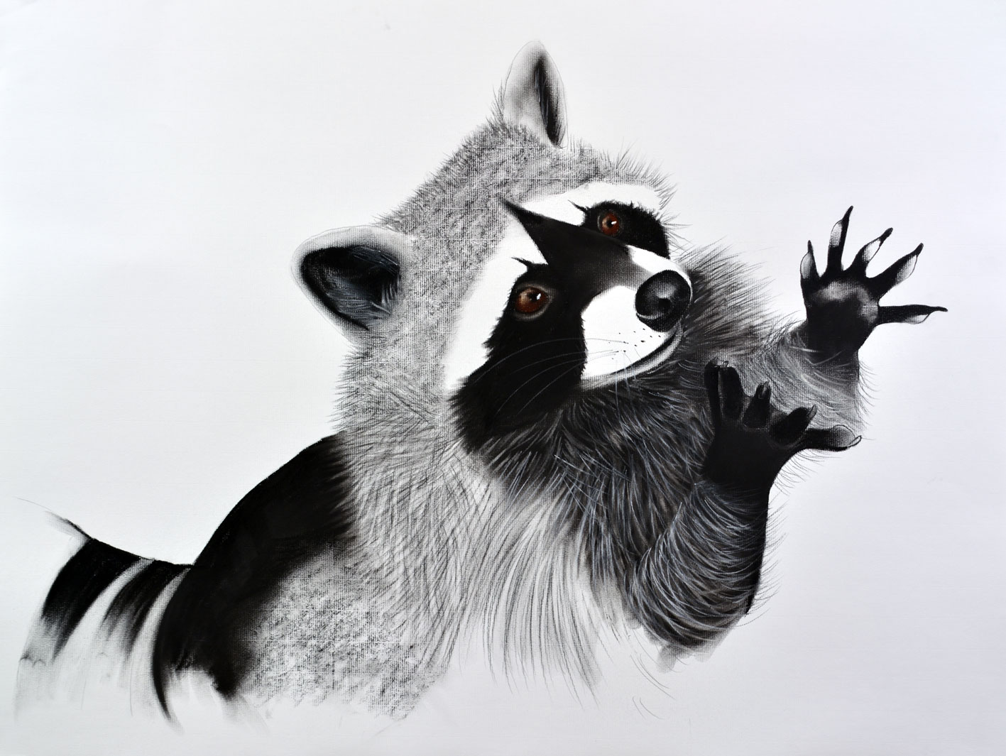 BEGGING-RACOON racoon-procyon-lotor Thierry Bisch Contemporary painter animals painting art  nature biodiversity conservation 