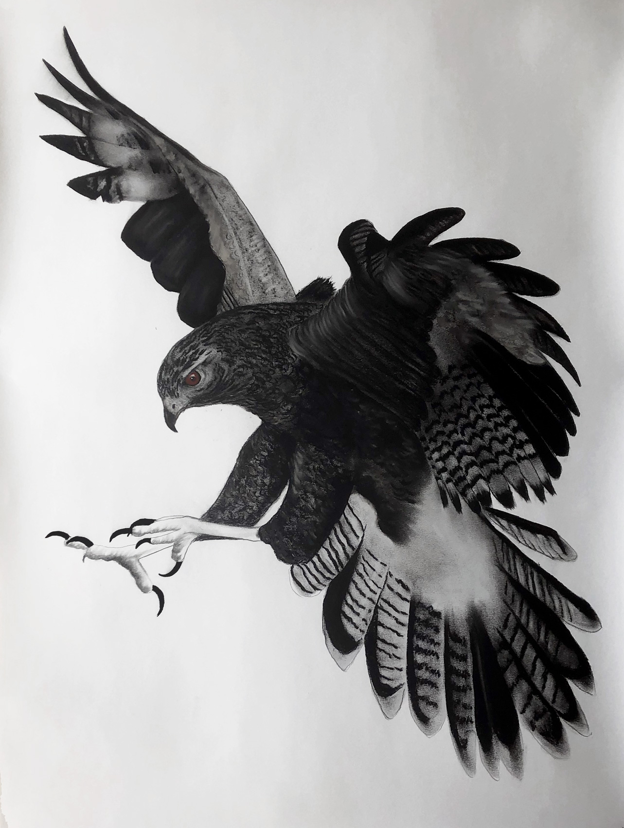 FALCO-Berigora falcon-hawk-falco-berigora Thierry Bisch Contemporary painter animals painting art  nature biodiversity conservation 
