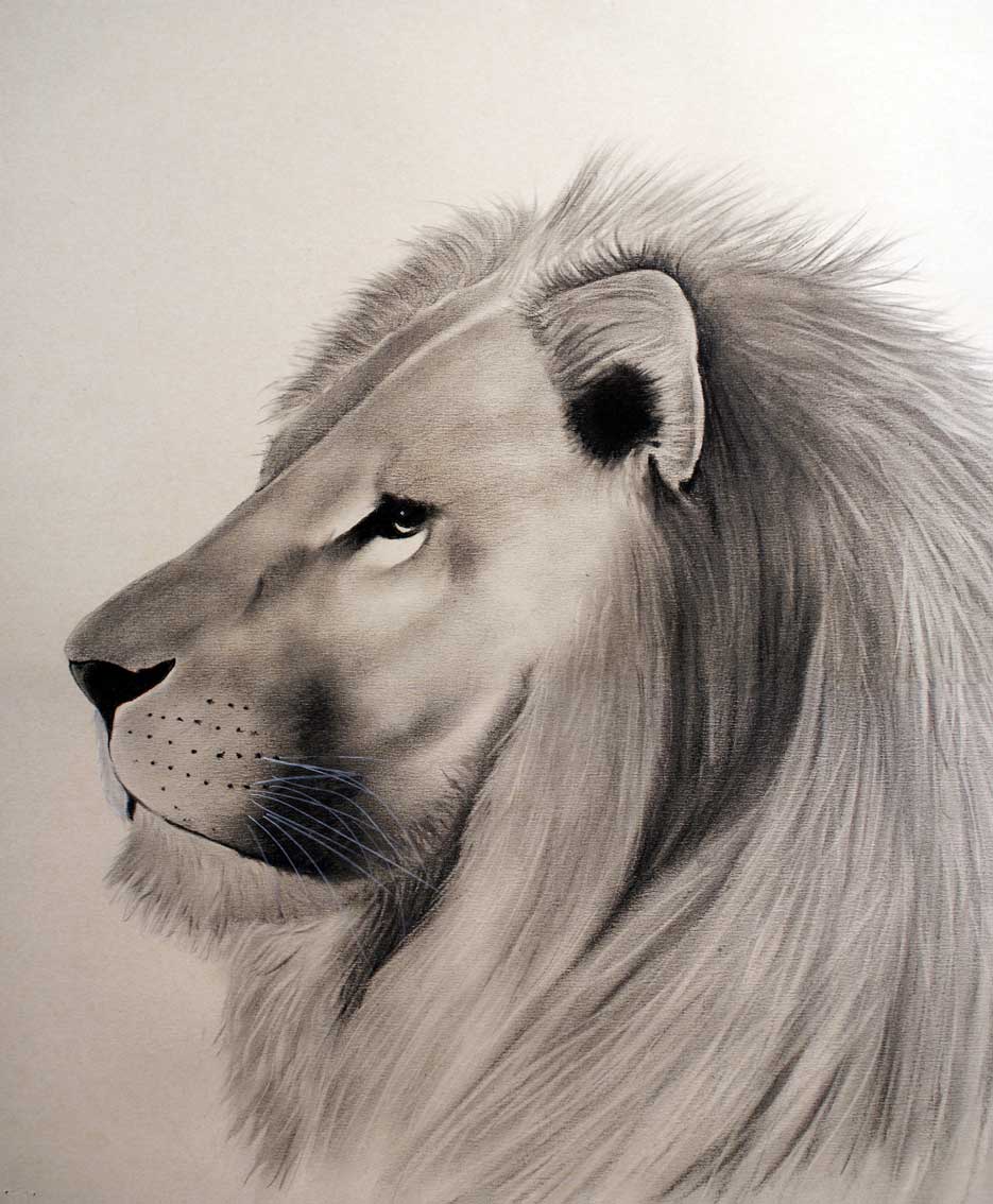 Lion lion Thierry Bisch Contemporary painter animals painting art  nature biodiversity conservation 
