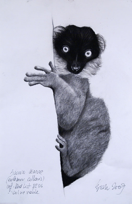 BROWN-LEMUR animal-painting Thierry Bisch Contemporary painter animals painting art  nature biodiversity conservation 