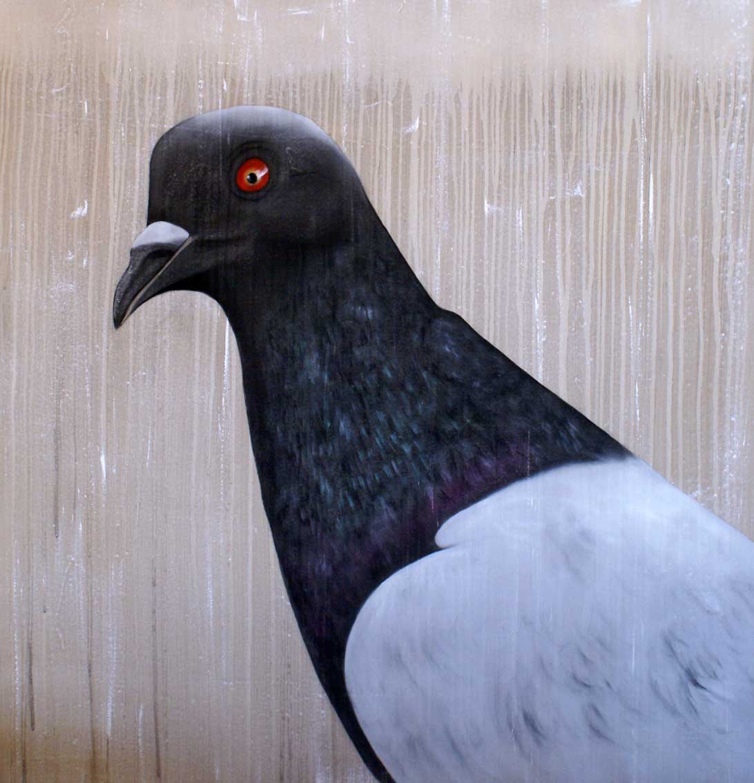 Pigeon Pigeon-oiseau Thierry Bisch artiste peintre animaux tableau art  nature biodiversité conservation  