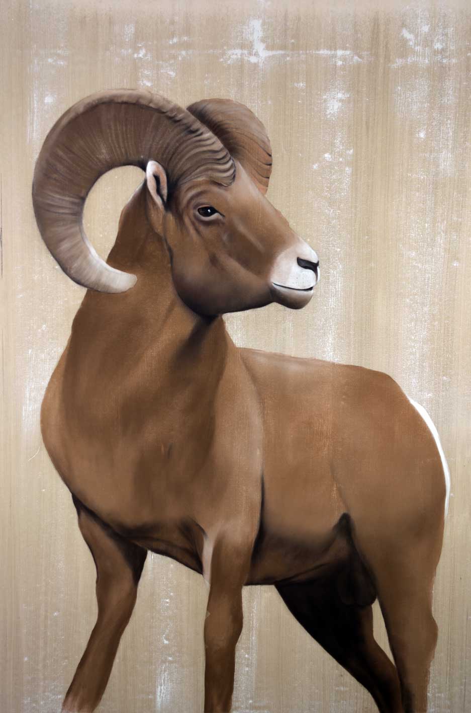 BIG-HORN Mouflon Thierry Bisch artiste peintre animaux tableau art  nature biodiversité conservation  