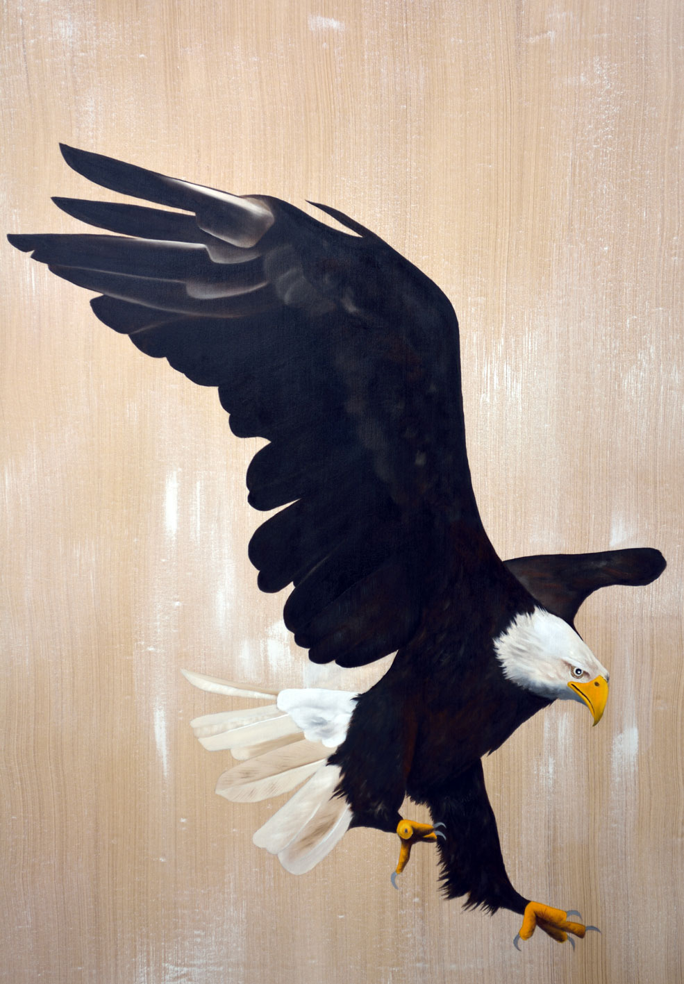 BALD-EAGLE aigle-pygargue-a-tete-blanche-Haliaeetus-leucocephalus Thierry Bisch artiste peintre animaux tableau art  nature biodiversité conservation  