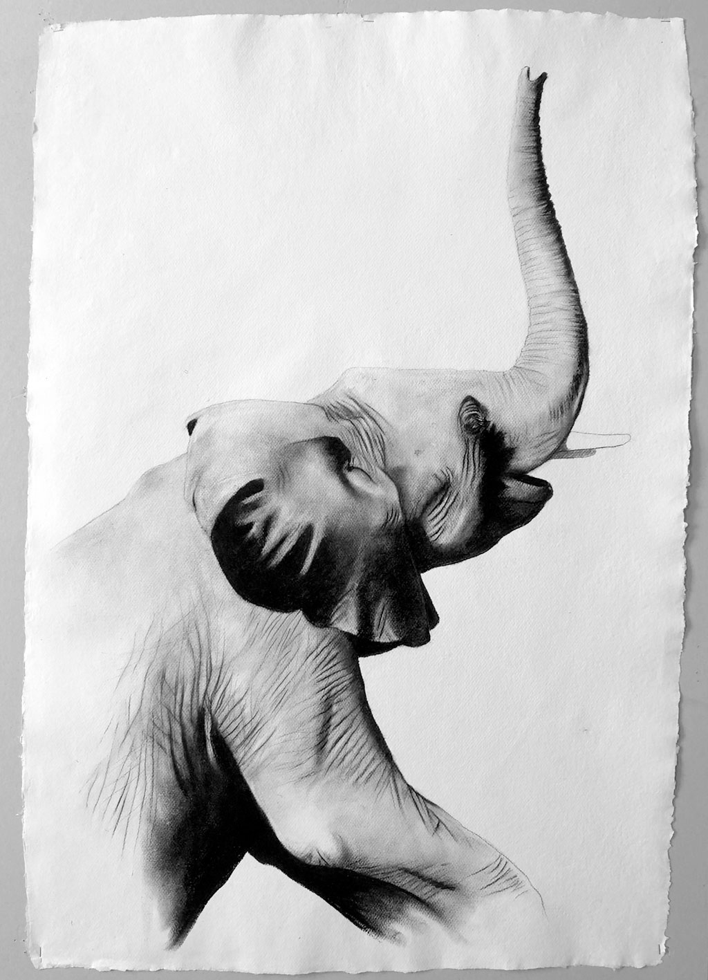 ELEPHANTEAU éléphanteau-éléphant Thierry Bisch artiste peintre animaux tableau art  nature biodiversité conservation  