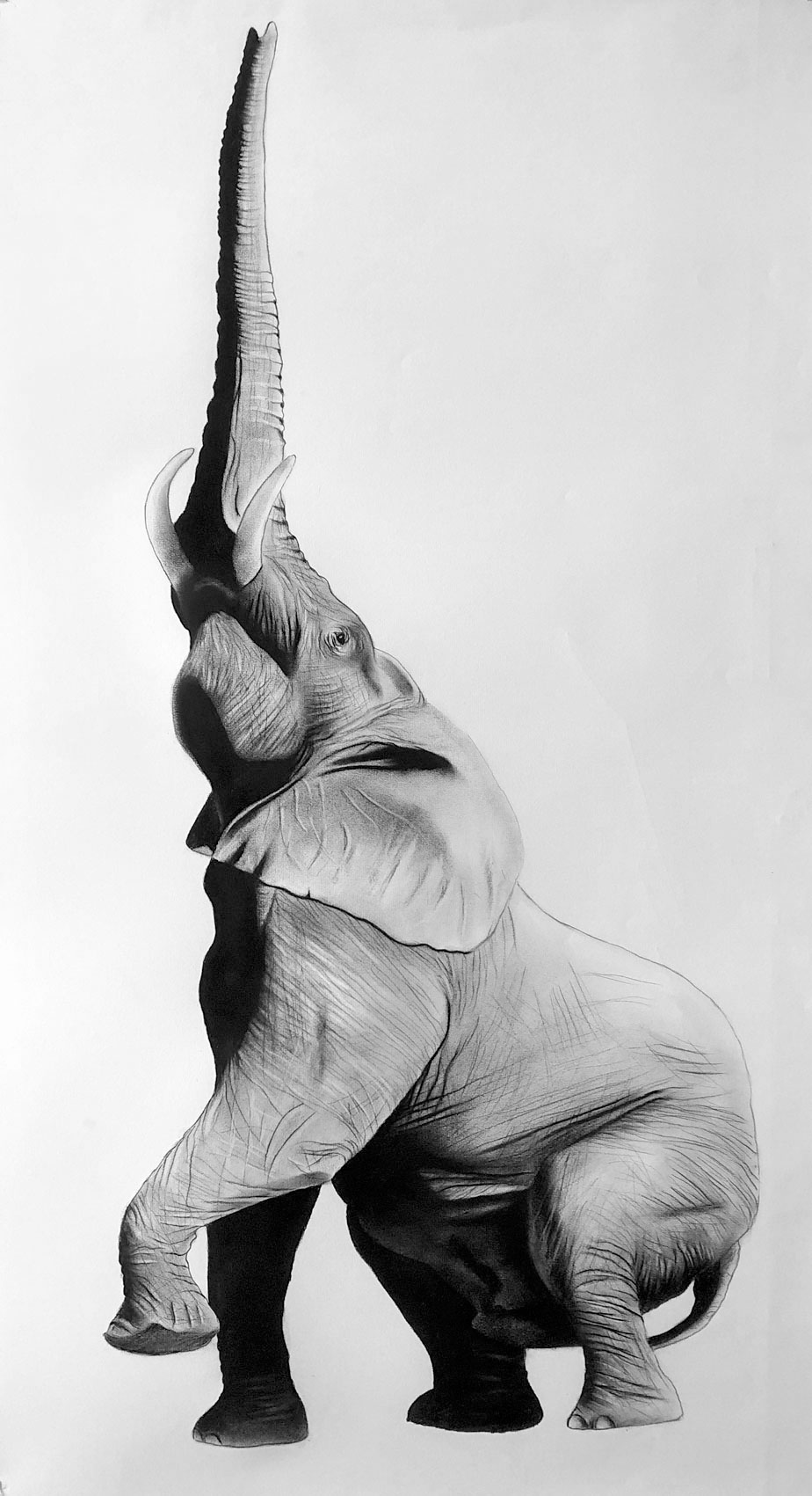 ELEPHANT éléphant-loxodonta Thierry Bisch artiste peintre contemporain animaux tableau art  nature biodiversité conservation  