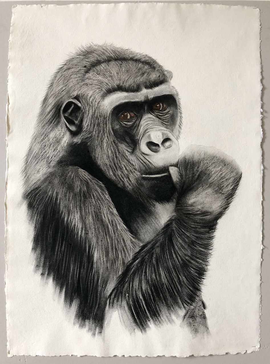 MADAME-GORILLE gorille-gorilla Thierry Bisch artiste peintre animaux tableau art  nature biodiversité conservation  