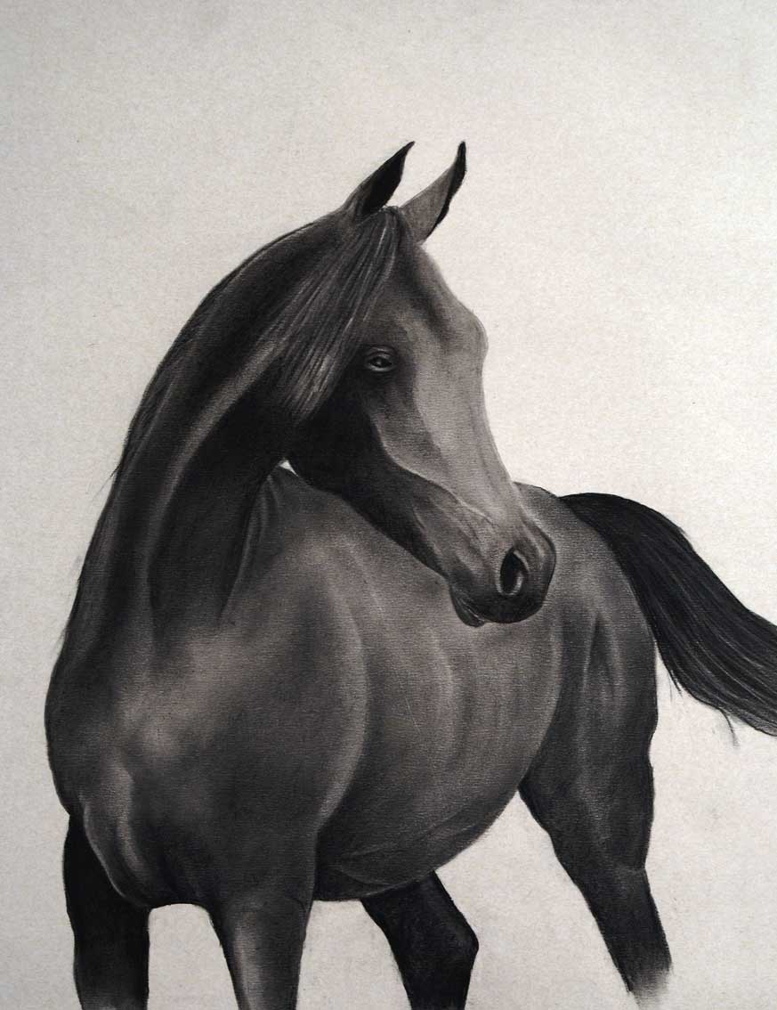 Pur sang Pur-sang-andalou-cheval Thierry Bisch artiste peintre animaux tableau art  nature biodiversité conservation  