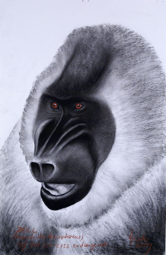 DRILL Singe-mandrill- Thierry Bisch artiste peintre animaux tableau art  nature biodiversité conservation  