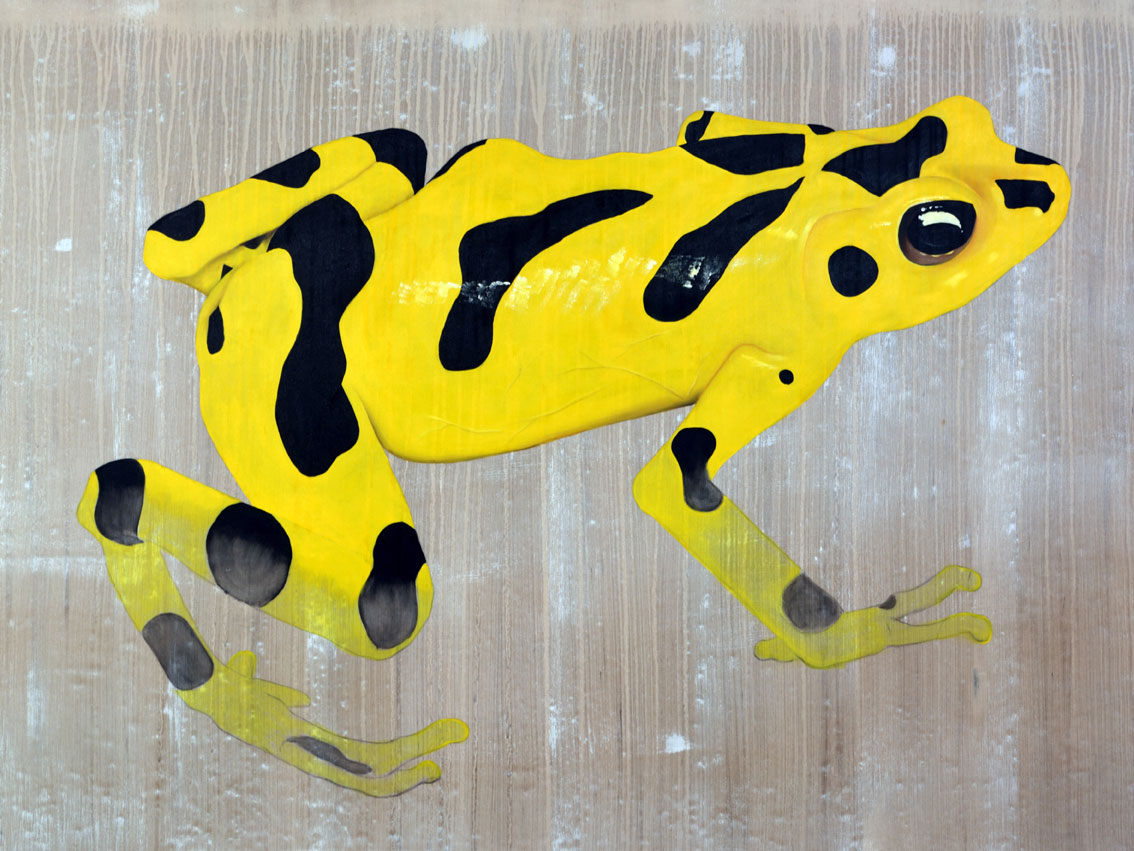 ATELOPUS ZETEKI grenouille-dorée-du-panama-atelopus-menacé-extinction-protégé Thierry Bisch artiste peintre contemporain animaux tableau art décoration biodiversité conservation 