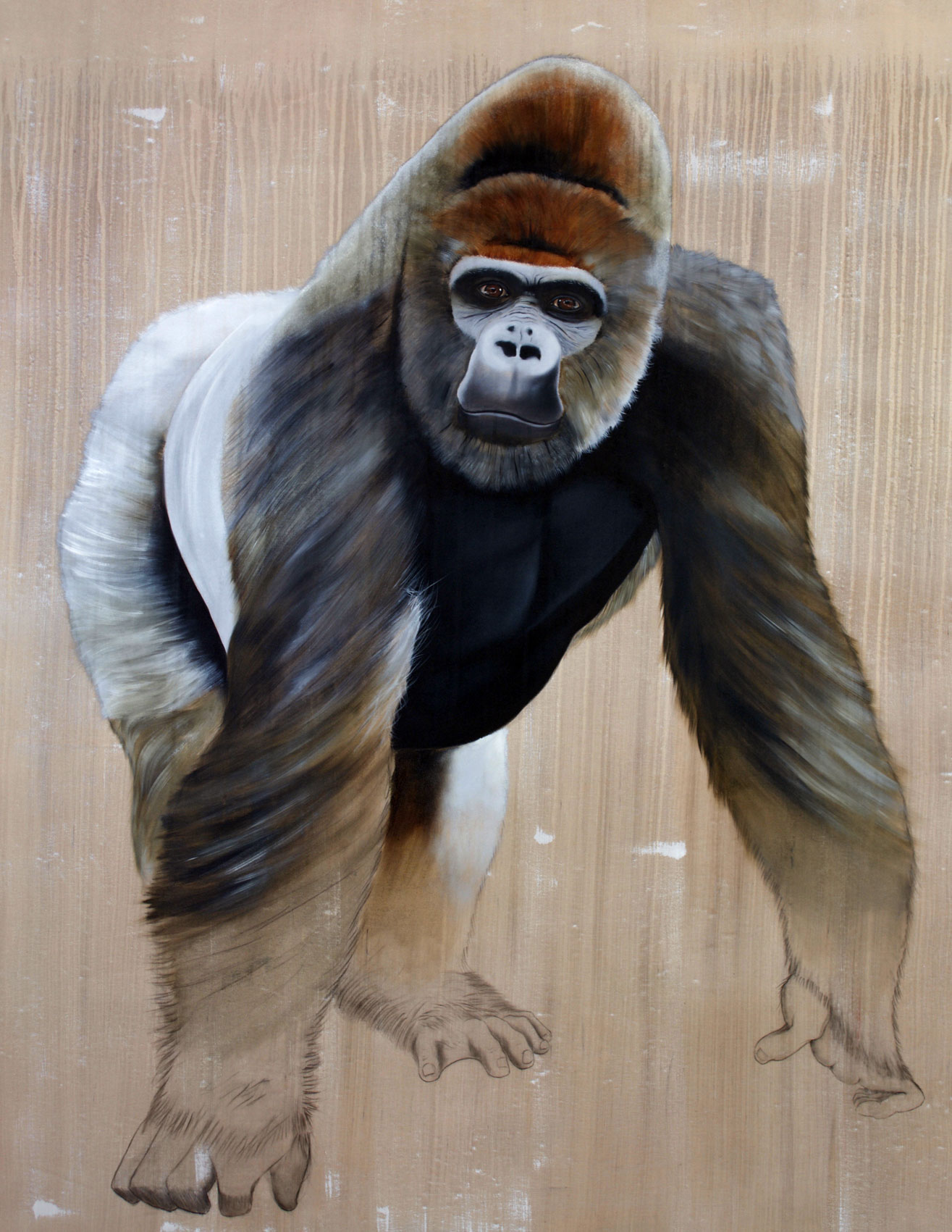 Gorilla gorilla  gorille-gorilla-primate-dos-argenté-singe-hominoïdes-extinction-protégé-disparition Thierry Bisch artiste peintre contemporain animaux tableau art décoration biodiversité conservation 