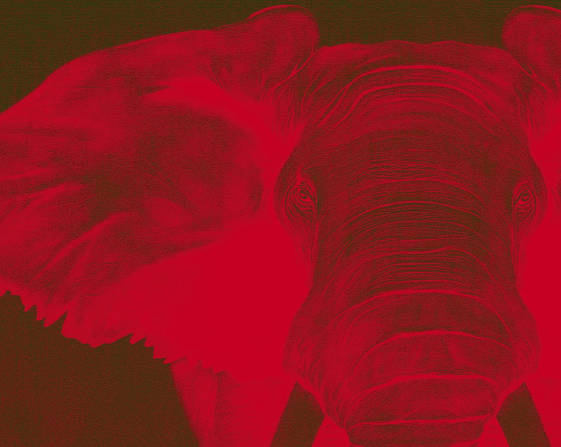 Elephant-Edition-15-exemplaires Éléphant-rouge Thierry Bisch artiste peintre animaux tableau art  nature biodiversité conservation  