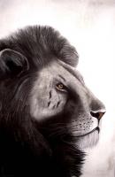 Leo lion Thierry Bisch artiste peintre contemporain animaux tableau art  nature biodiversité conservation 