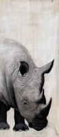 Rhino Rhinocéros-rhino Thierry Bisch artiste peintre contemporain animaux tableau art  nature biodiversité conservation 