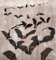 BATS Chauve-souris-envol-de-chauves-souris Thierry Bisch artiste peintre animaux tableau art  nature biodiversité conservation 