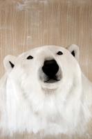 POLAR BEAR - 4 ours-polaire-blanc Thierry Bisch artiste peintre animaux tableau art  nature biodiversité conservation 