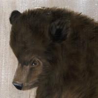 BEAR CUB   Animal painting, wildlife painter.Dogs, bears, elephants, bulls on canvas for art and decoration by Thierry Bisch 