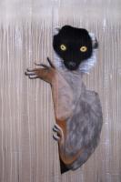 Collared Brown Lemur lemur Thierry Bisch artiste peintre contemporain animaux tableau art  nature biodiversité conservation 