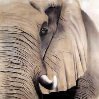 Elephant 2   Animal painting, wildlife painter.Dogs, bears, elephants, bulls on canvas for art and decoration by Thierry Bisch 