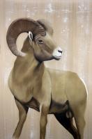 BIGHORN Mouflon- Thierry Bisch artiste peintre animaux tableau art  nature biodiversité conservation 