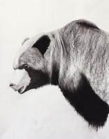 GRIZZLY-06 animal-painting Thierry Bisch Contemporary painter animals painting art  nature biodiversity conservation