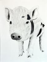 PIGGY-02 peinture-animalière Thierry Bisch artiste peintre animaux tableau art  nature biodiversité conservation 