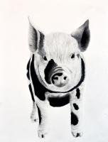 PIGGY-06 animal-painting Thierry Bisch Contemporary painter animals painting art  nature biodiversity conservation