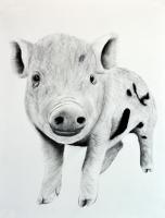 PIGGY-08 animal-painting Thierry Bisch Contemporary painter animals painting art  nature biodiversity conservation
