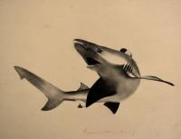 SHARK peinture-animalière Thierry Bisch artiste peintre animaux tableau art  nature biodiversité conservation 