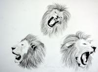 3 lions peinture-animalière Thierry Bisch artiste peintre animaux tableau art  nature biodiversité conservation 
