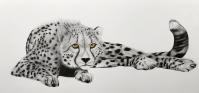 ACYNONYX-JUBATUS cheetah-acynonyx-jubatus Thierry Bisch Contemporary painter animals painting art  nature biodiversity conservation