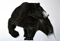 GRIZZLY ours-brun-grizzly-ursus-arctos Thierry Bisch artiste peintre animaux tableau art  nature biodiversité conservation 