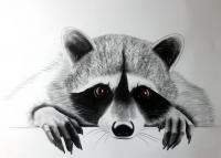 POOR-LITTLE-RACOON racoon-procyon-lotor Thierry Bisch Contemporary painter animals painting art  nature biodiversity conservation