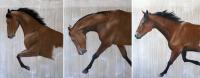 Tryptique-NEWMAC cheval-Pur-sang-arabe Thierry Bisch artiste peintre contemporain animaux tableau art  nature biodiversité conservation 