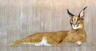 CARACAL   Peinture animalière, art animalier, peintre tableau animal, cheval, ours, élephant, chien sur toile et décoration par Thierry Bisch 