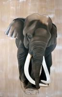 ELEPHAS-MAXIMUS   Peinture animalière, art animalier, peintre tableau animal, cheval, ours, élephant, chien sur toile et décoration par Thierry Bisch 