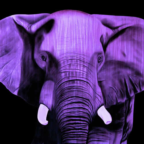 ELEPHANT MAUVE Elephant Showroom - Inkjet on plexi, limited editions, numbered and signed. Wildlife painting Art and decoration. Click to select an image, organise your own set, order from the painter on line