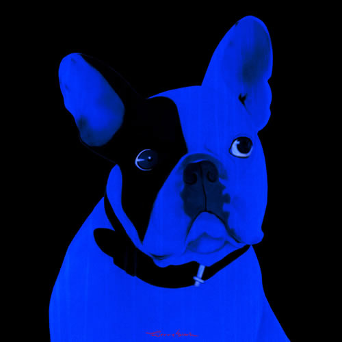 MR CUTE BLEU french bulldog dog Showroom - Inkjet on plexi, limited editions, numbered and signed. Wildlife painting Art and decoration. Click to select an image, organise your own set, order from the painter on line