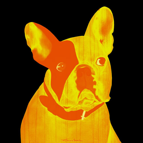 MR CUTE JAUNE ORANGE french bulldog dog Showroom - Inkjet on plexi, limited editions, numbered and signed. Wildlife painting Art and decoration. Click to select an image, organise your own set, order from the painter on line