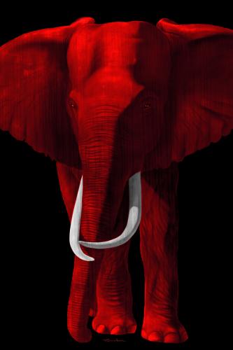 TIMBA FIRE RED elephant Showroom - Inkjet on plexi, limited editions, numbered and signed. Wildlife painting Art and decoration. Click to select an image, organise your own set, order from the painter on line