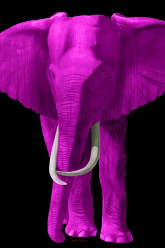 TIMBA FUSHIA elephant Showroom - Inkjet on plexi, limited editions, numbered and signed. Wildlife painting Art and decoration. Click to select an image, organise your own set, order from the painter on line