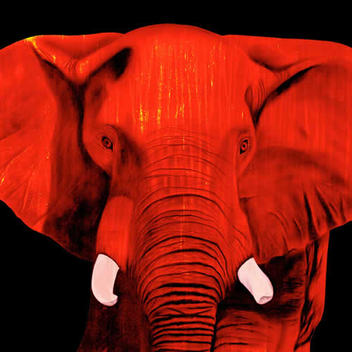 ELEPHANT FIRE Elephant Showroom - Inkjet on plexi, limited editions, numbered and signed. Wildlife painting Art and decoration. Click to select an image, organise your own set, order from the painter on line