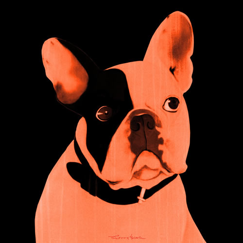 MR CUTE MANDARINE french bulldog dog Showroom - Inkjet on plexi, limited editions, numbered and signed. Wildlife painting Art and decoration. Click to select an image, organise your own set, order from the painter on line