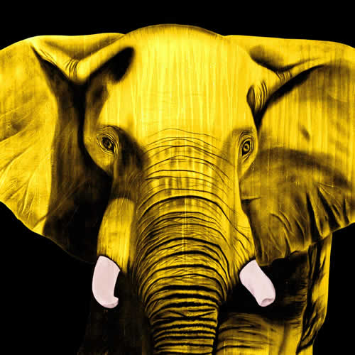 ELEPHANT JAUNE élephant Showroom - Inkjet sur plexi, éditions limitées, numérotées et signées .Peinture animalière Art et décoration.Images multiples, commandez au peintre Thierry Bisch online