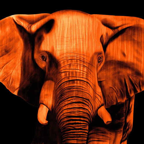ELEPHANT ORANGE élephant Showroom - Inkjet sur plexi, éditions limitées, numérotées et signées .Peinture animalière Art et décoration.Images multiples, commandez au peintre Thierry Bisch online
