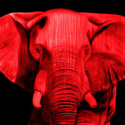 ELEPHANT ROUGE 2 élephant Showroom - Inkjet sur plexi, éditions limitées, numérotées et signées .Peinture animalière Art et décoration.Images multiples, commandez au peintre Thierry Bisch online