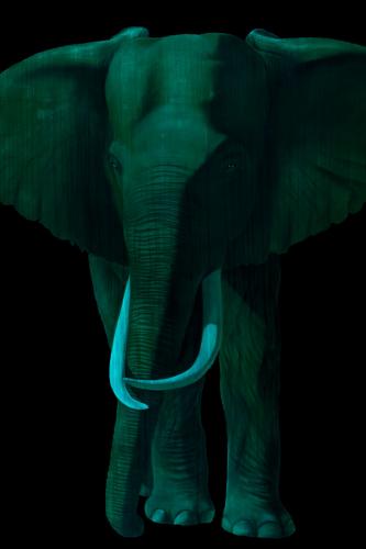 TIMBA NUIT élephant elephant Showroom - Inkjet sur plexi, éditions limitées, numérotées et signées .Peinture animalière Art et décoration.Images multiples, commandez au peintre Thierry Bisch online