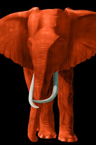 TIMBA ORANGE élephant elephant Showroom - Inkjet sur plexi, éditions limitées, numérotées et signées .Peinture animalière Art et décoration.Images multiples, commandez au peintre Thierry Bisch online