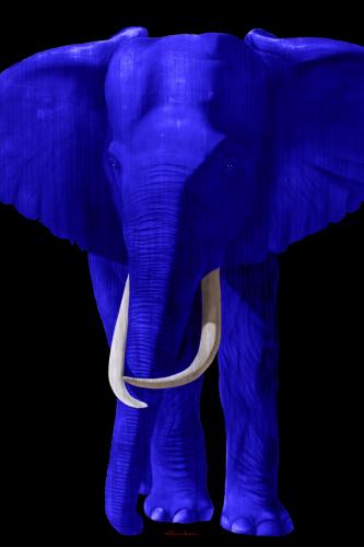 TIMBA ULTRAMARINE BLUE élephant elephant Showroom - Inkjet sur plexi, éditions limitées, numérotées et signées .Peinture animalière Art et décoration.Images multiples, commandez au peintre Thierry Bisch online