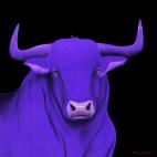 BULL-1-LAVANDE BULL 1 VIOLET bull Showroom - Inkjet on plexi, limited editions, numbered and signed. Wildlife painting Art and decoration. Click to select an image, organise your own set, order from the painter on line