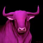 BULL-FUSHIA BULL 1 FRAMBOISE bull Showroom - Inkjet on plexi, limited editions, numbered and signed. Wildlife painting Art and decoration. Click to select an image, organise your own set, order from the painter on line